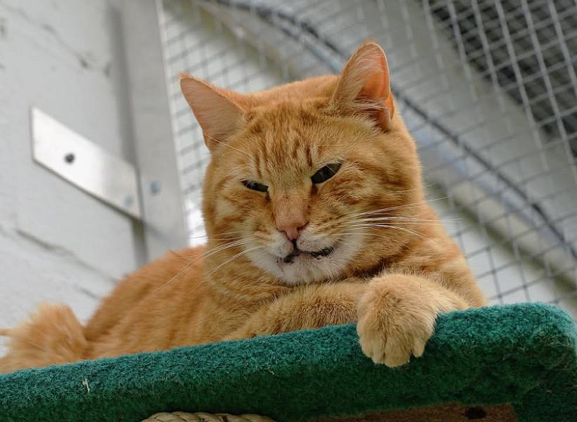 Kattenpraat