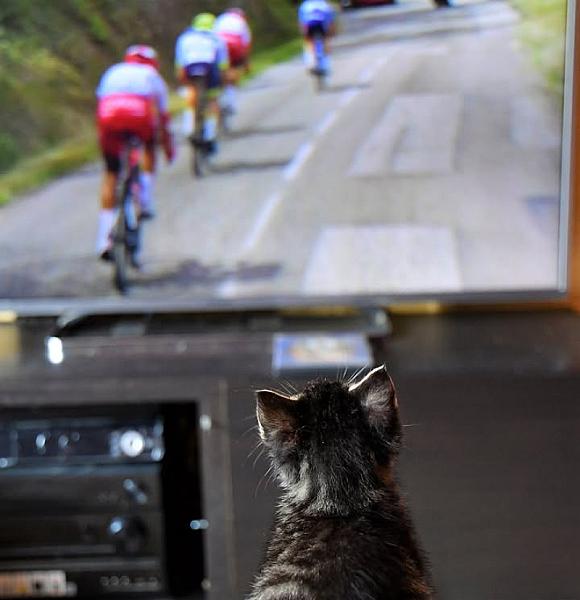 Kattenpraat