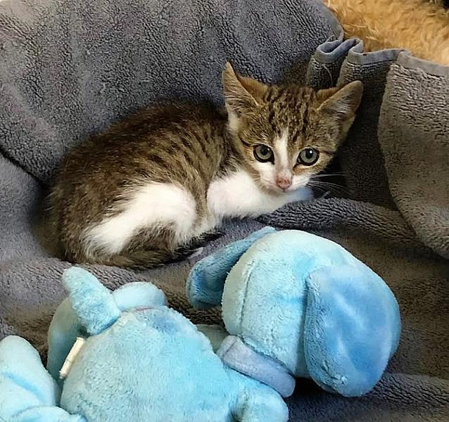 Kattenpraat