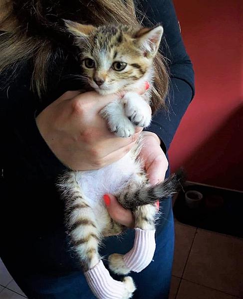 Kattenpraat