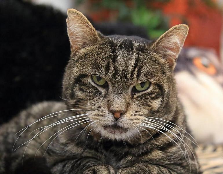 Kattenpraat