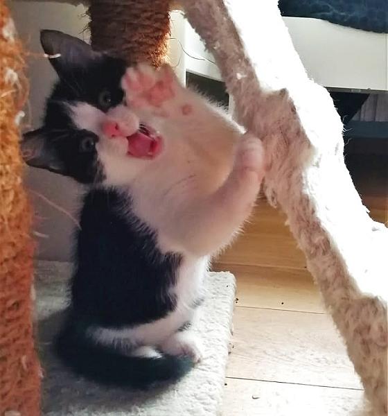 Kattenpraat