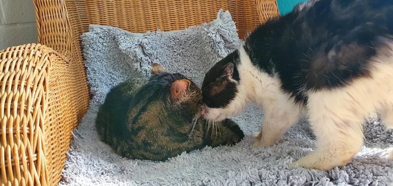 Kattenpraat