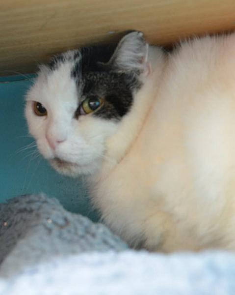 Kattenpraat