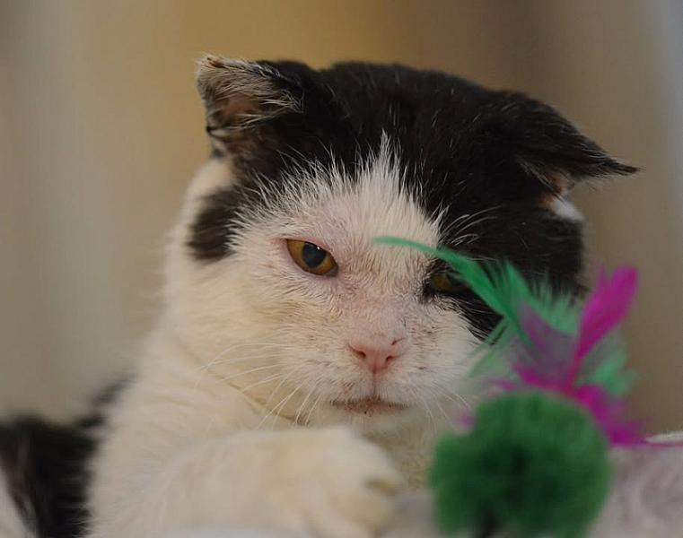 Kattenpraat