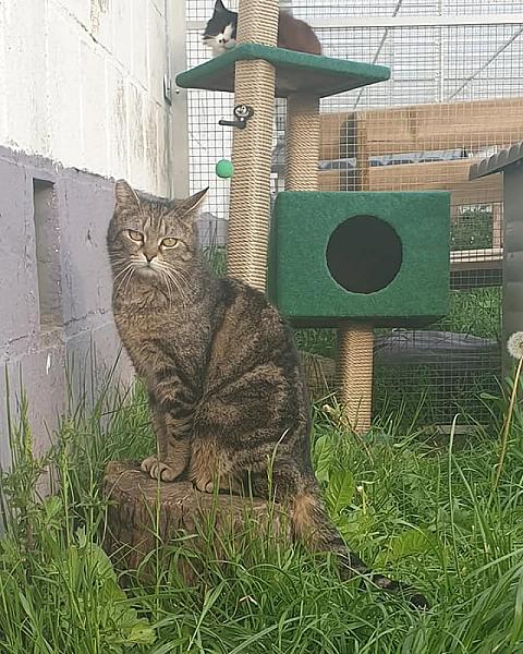 Kattenpraat
