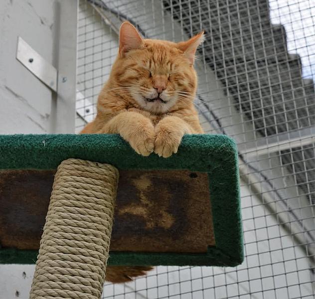 Kattenpraat