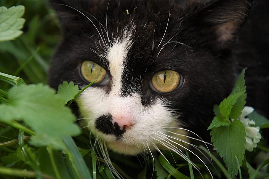 Kattenpraat
