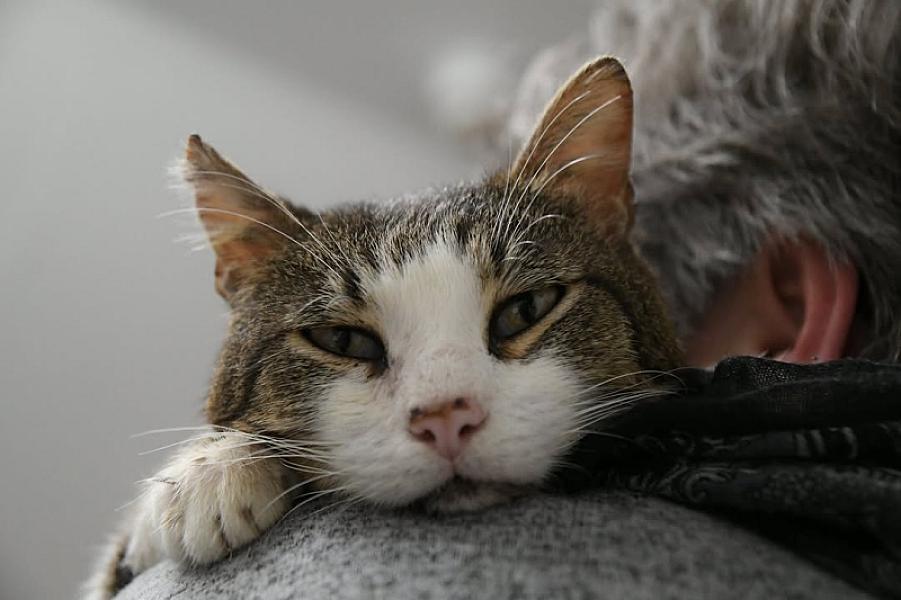 Kattenpraat