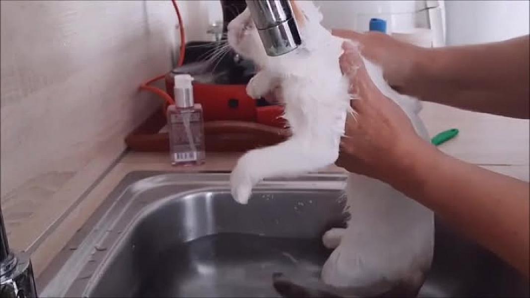 Kattenpraat