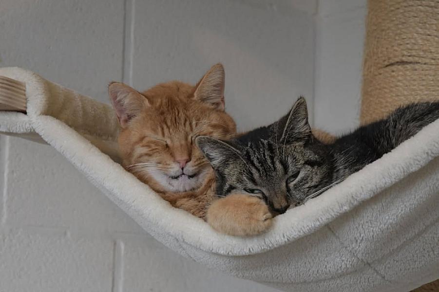Kattenpraat