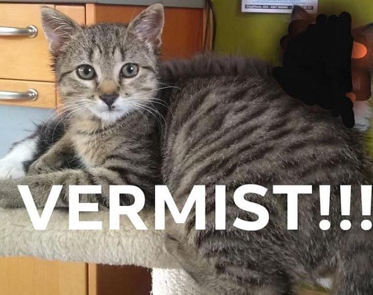 Kattenpraat