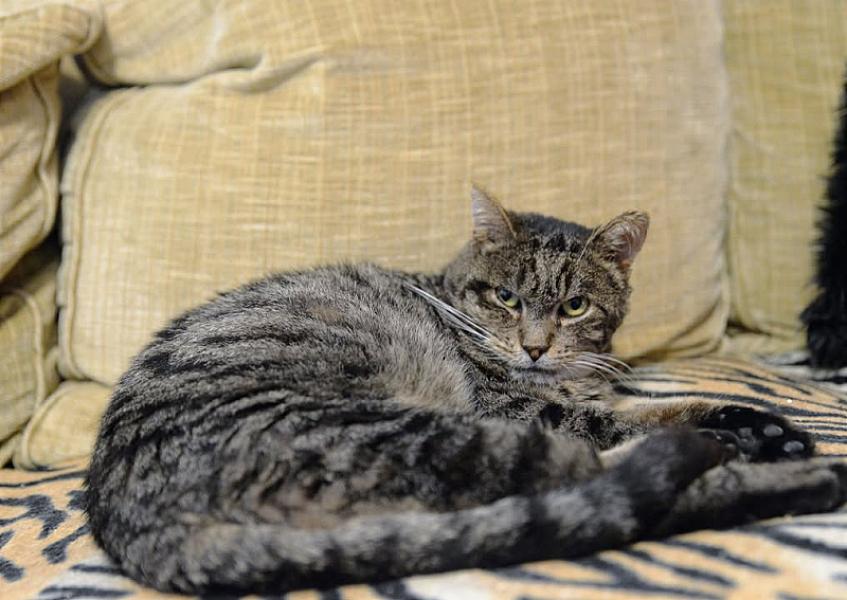 Kattenpraat
