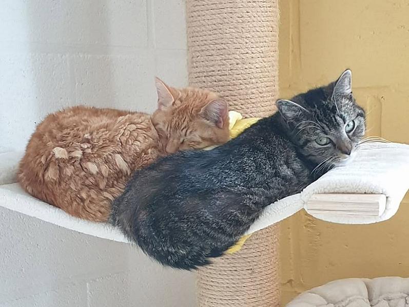 Kattenpraat