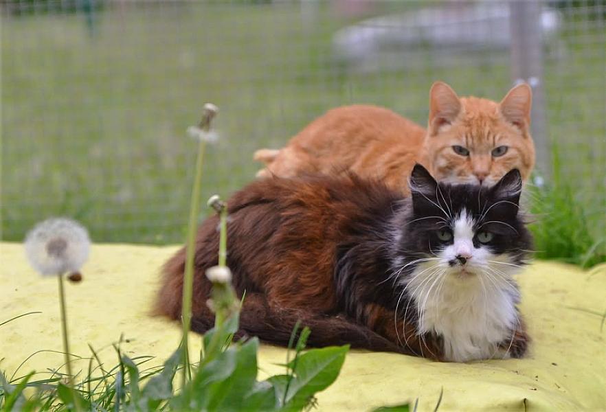 Kattenpraat
