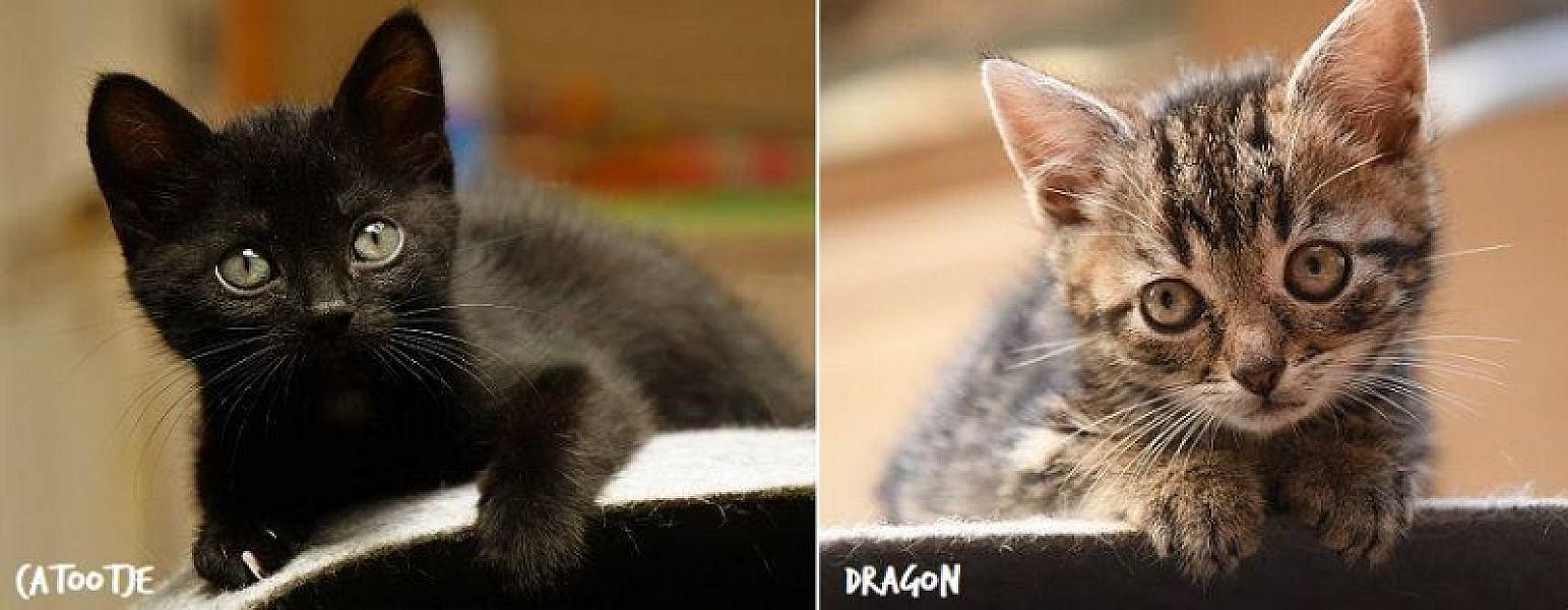 Kattenpraat