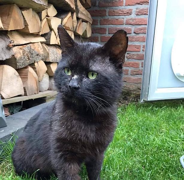 Kattenpraat