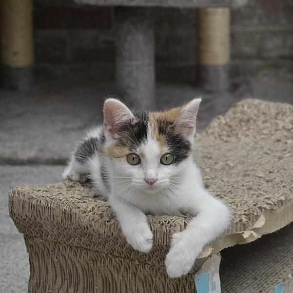 Kattenpraat
