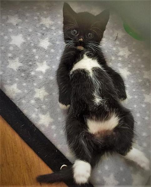 Kattenpraat