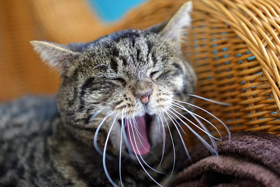 Kattenpraat