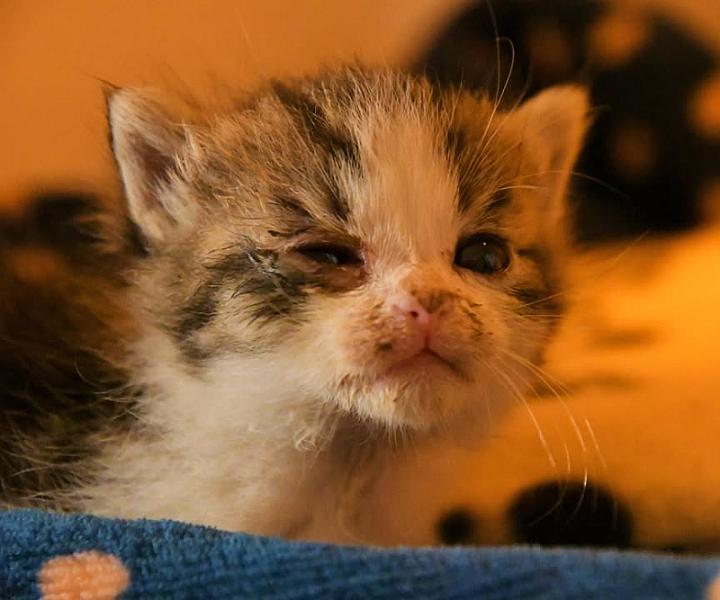 Kattenpraat
