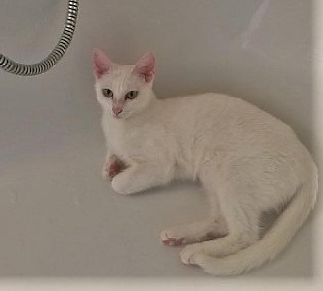 Kattenpraat