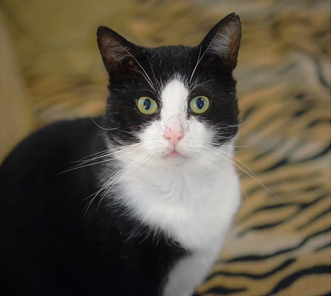 Kattenpraat