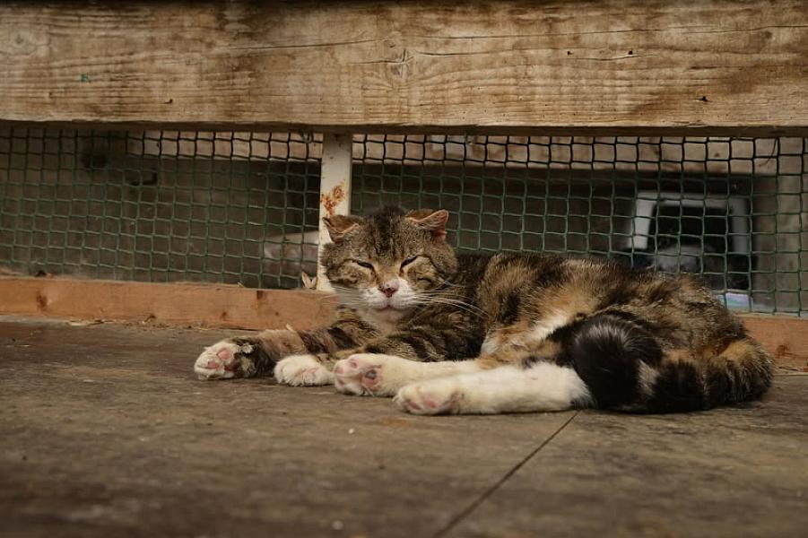 Kattenpraat