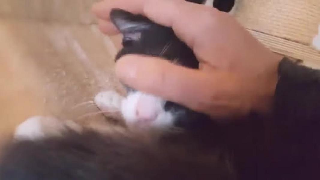 Kattenpraat