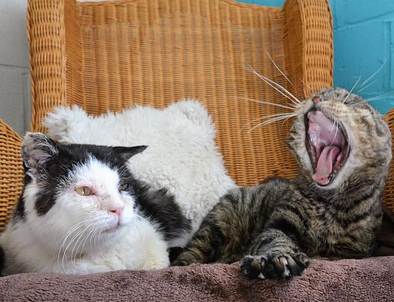 Kattenpraat