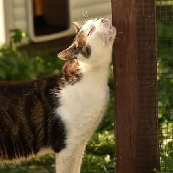 Kattenpraat