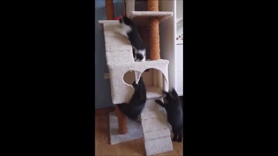 Kattenpraat