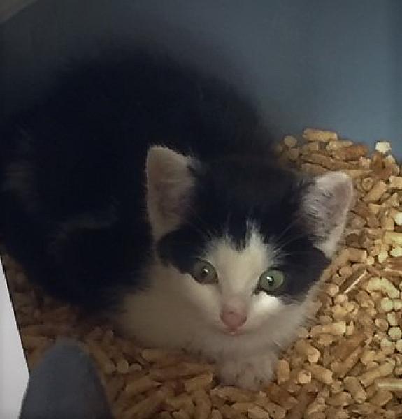 Kattenpraat