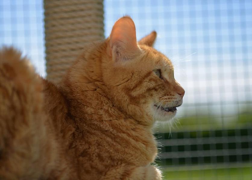 Kattenpraat