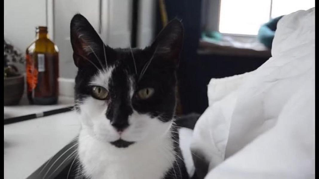 Kattenpraat