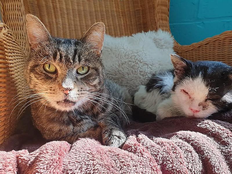Kattenpraat