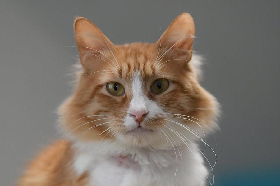 Kattenpraat