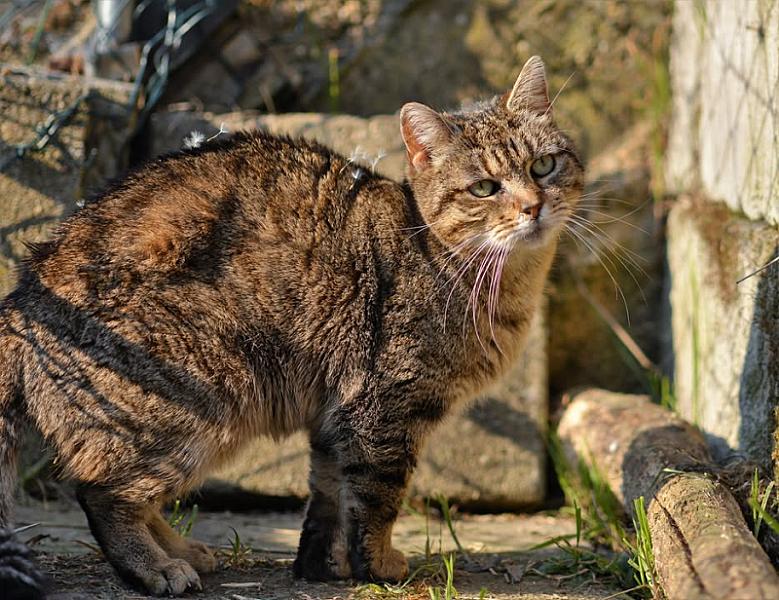 Kattenpraat