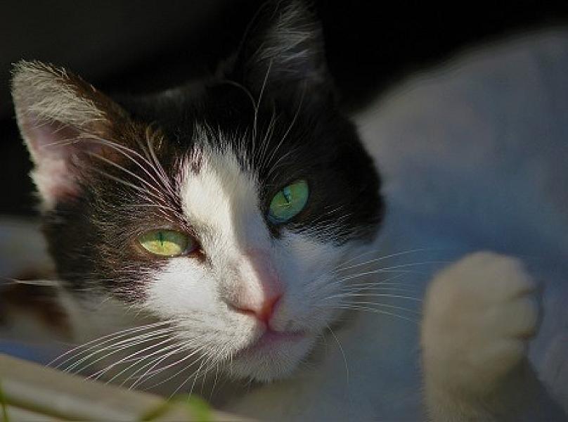 Kattenpraat