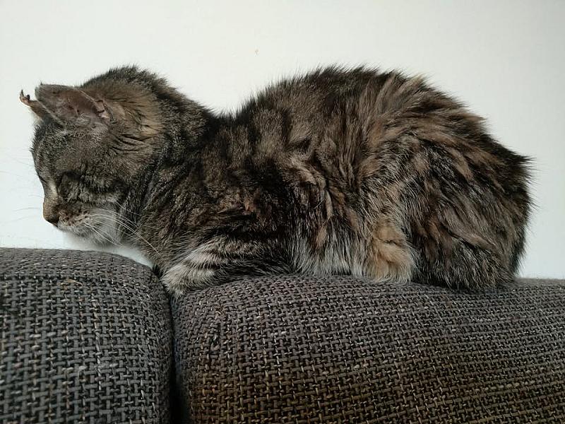 Kattenpraat