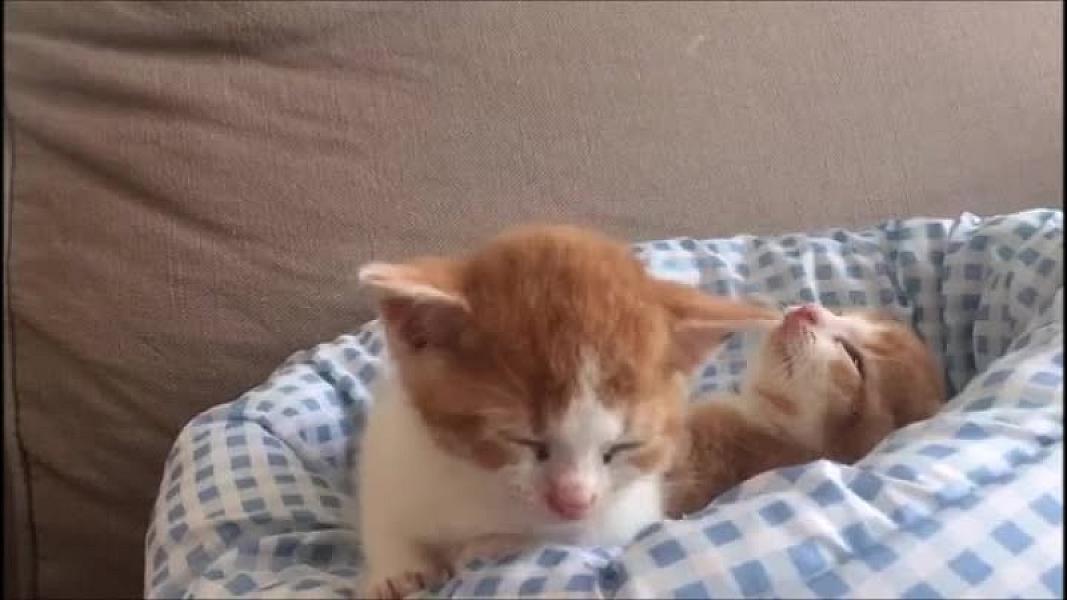 Kattenpraat