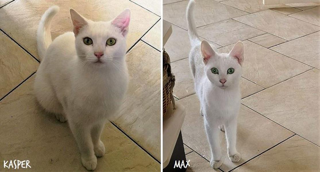 Kattenpraat