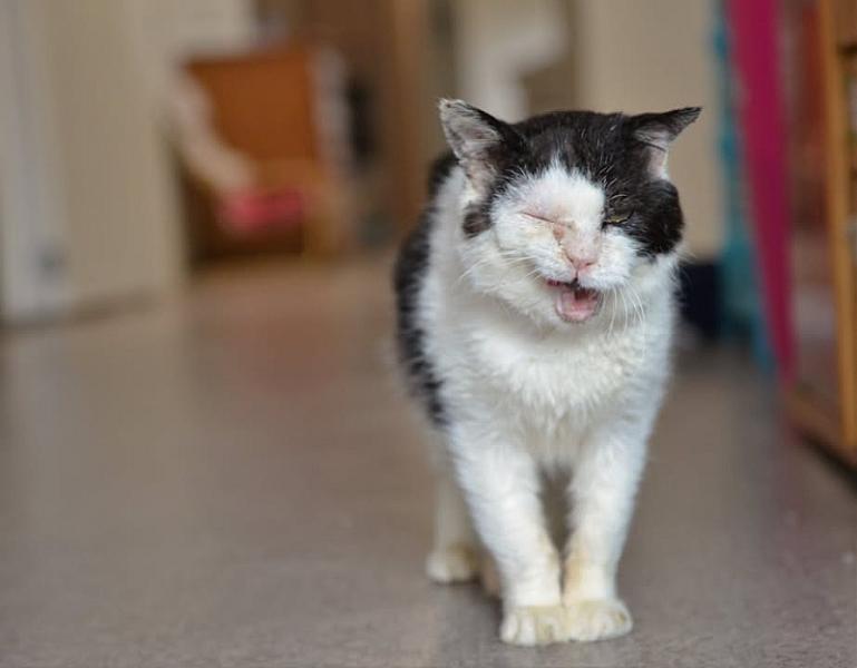 Kattenpraat