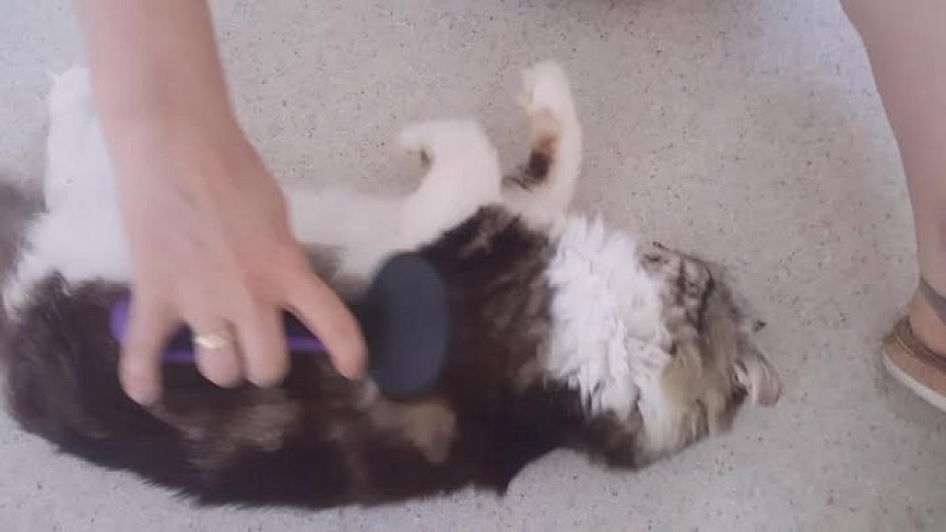 Kattenpraat