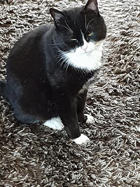 Kattenpraat