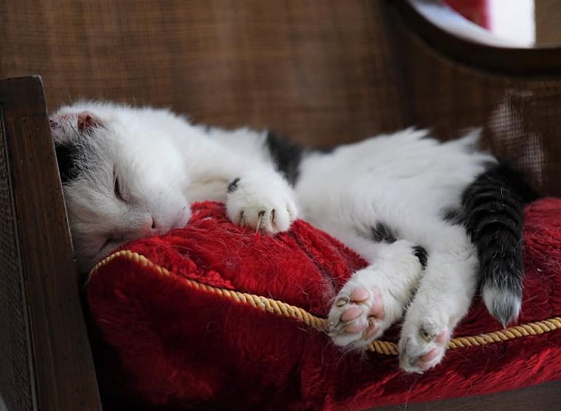 Kattenpraat
