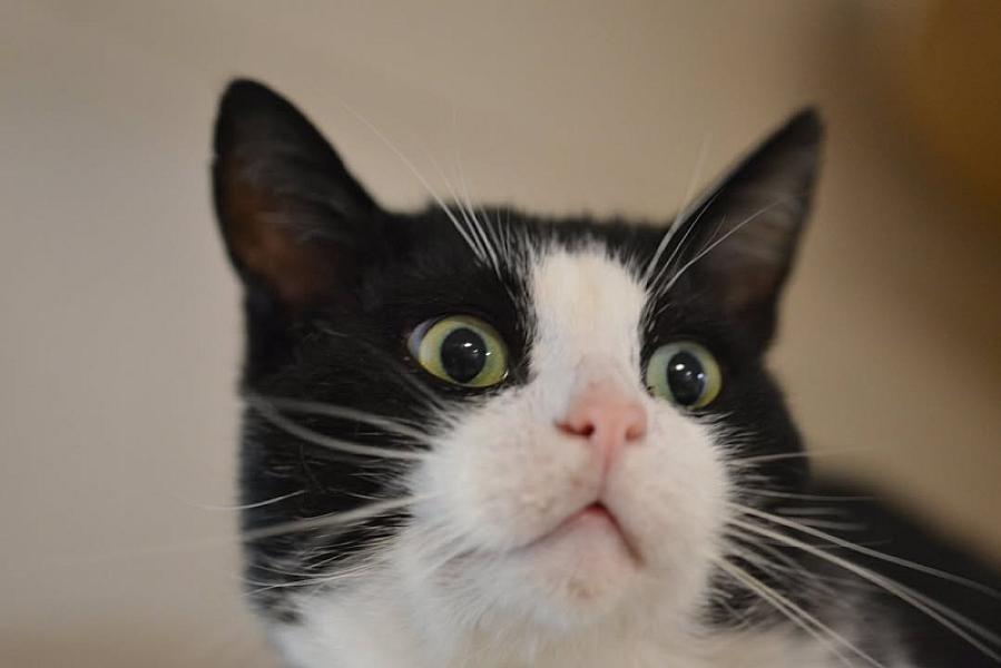 Kattenpraat