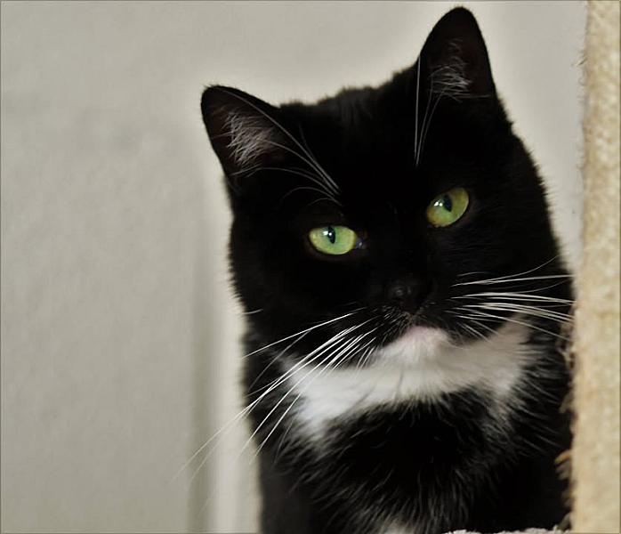 Kattenpraat
