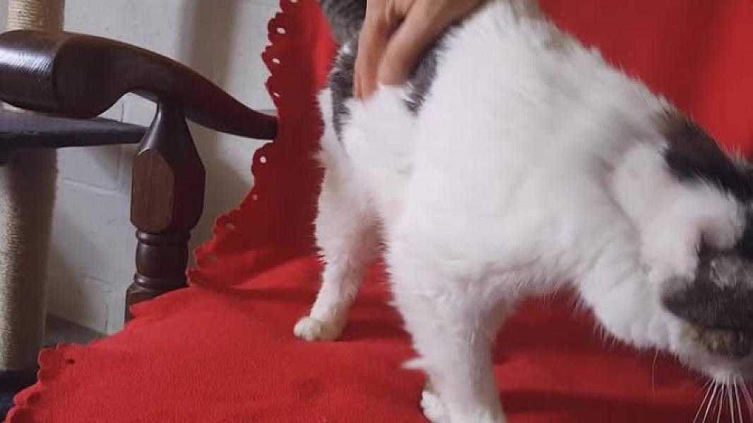 Kattenpraat