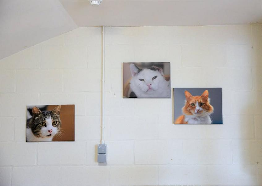 Kattenpraat
